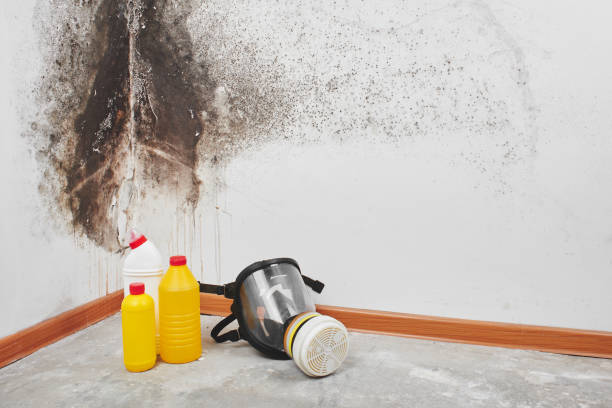 Best Residential Mold Removal  in Euless, TX