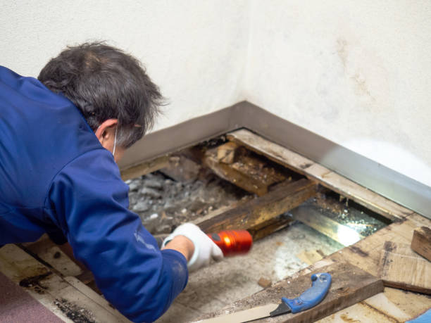 Best Mold Removal and Inspection  in Euless, TX