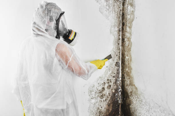 Best Black Mold Removal  in Euless, TX