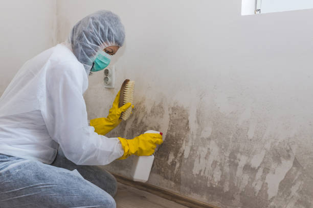 Best Mold Damage Repair  in Euless, TX