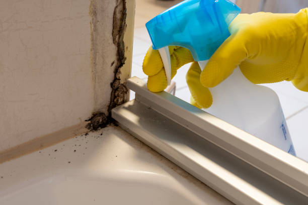 Best Mold Testing  in Euless, TX