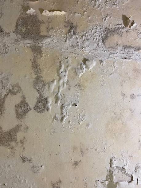 Best Mold Remediation Services  in Euless, TX