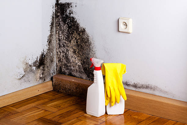 Best Crawl Space Mold Removal  in Euless, TX